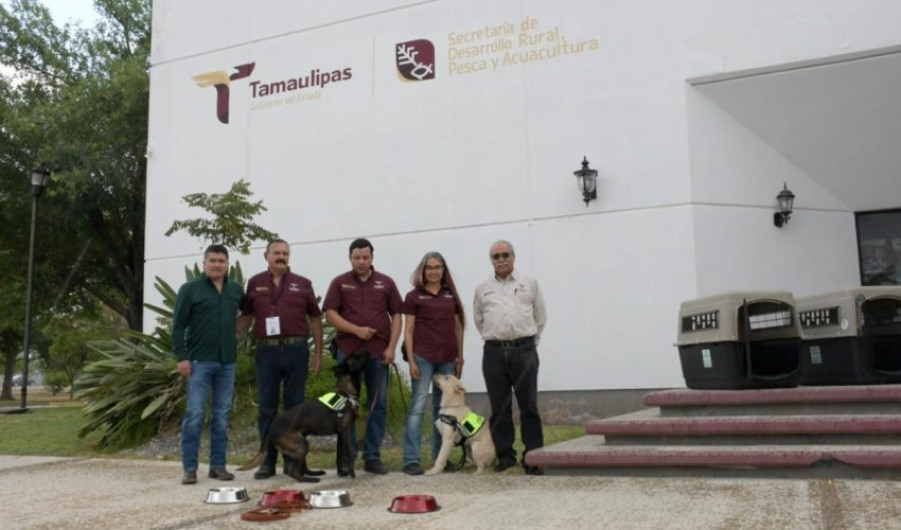 Refuerza Tamaulipas la sanidad pecuaria con binomios caninos especializados