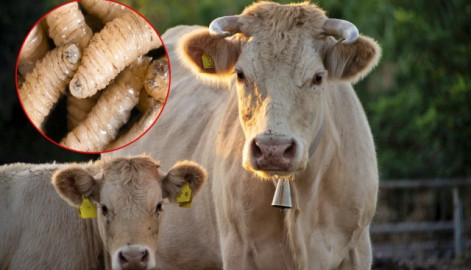 México trabaja con EU para contener plaga de gusano barrenador: Sheinbaum