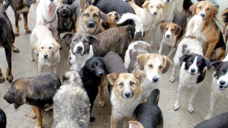 FGJ investiga sacrificio de perros en Tecámac