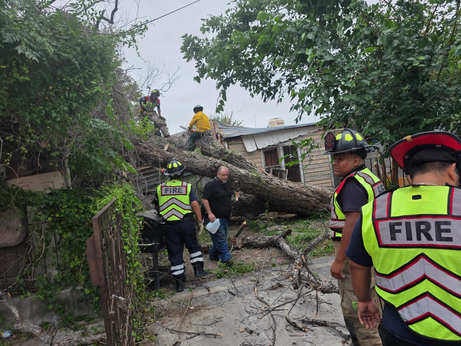 Lluvias dejan árboles caídos y daños en viviendas