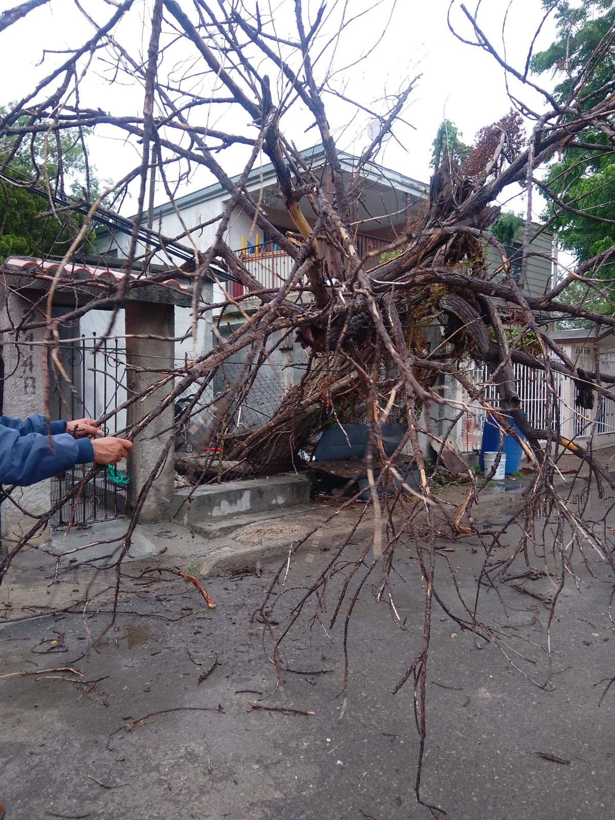 Lluvias dejan árboles caídos y daños en viviendas
