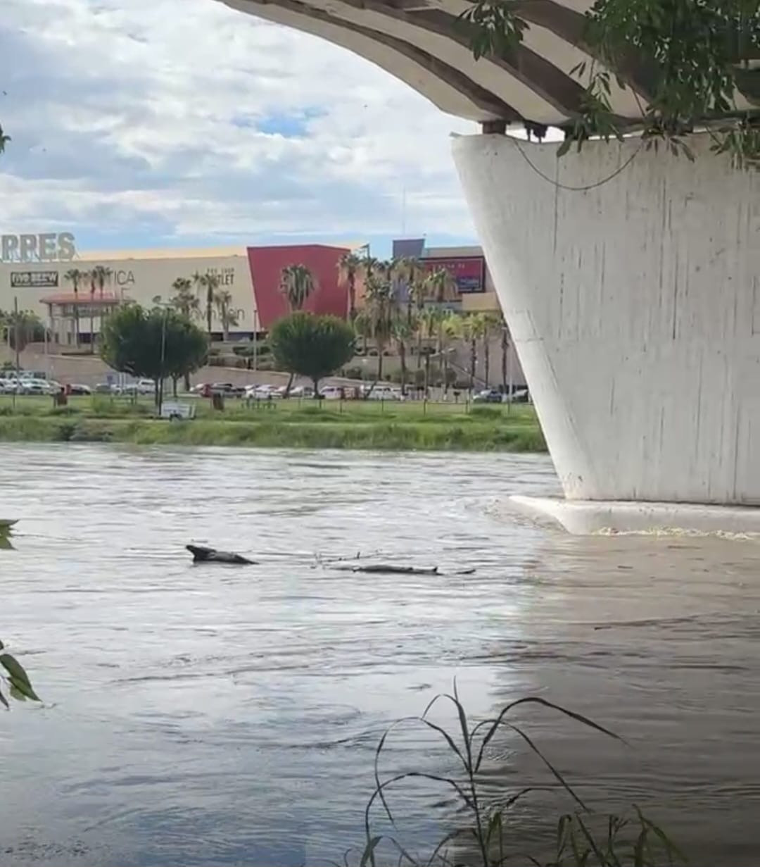 El río Bravo registra un drástico aumento en su caudal entre los dos Laredos; descartan inundaciones