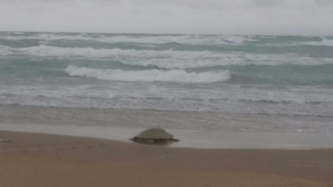 Continúa el arribo de tortugas Lora a playa Miramar