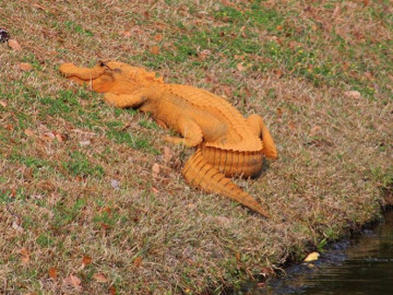 Sorprende inexplicable caimán naranja en Carolina del Sur