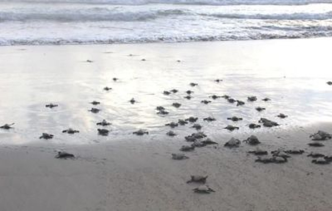 Profepa libera 97 crías de tortuga golfina en Guerrero