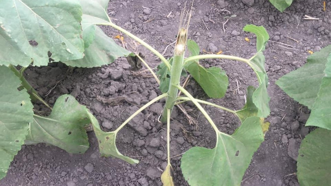 Destruyen cultivo de girasoles en el ejido Revolución