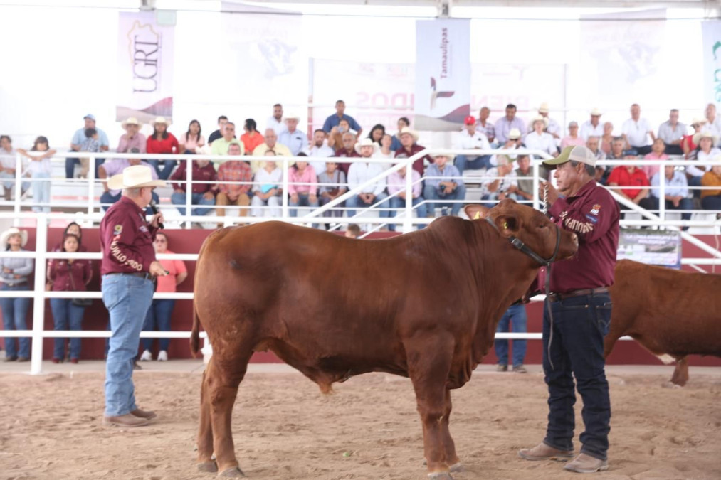 Prepara Desarrollo Rural de Tamaulipas Segundo Concurso del Novillo Gordo