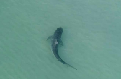 Muere estadounidense a causa de tiburón