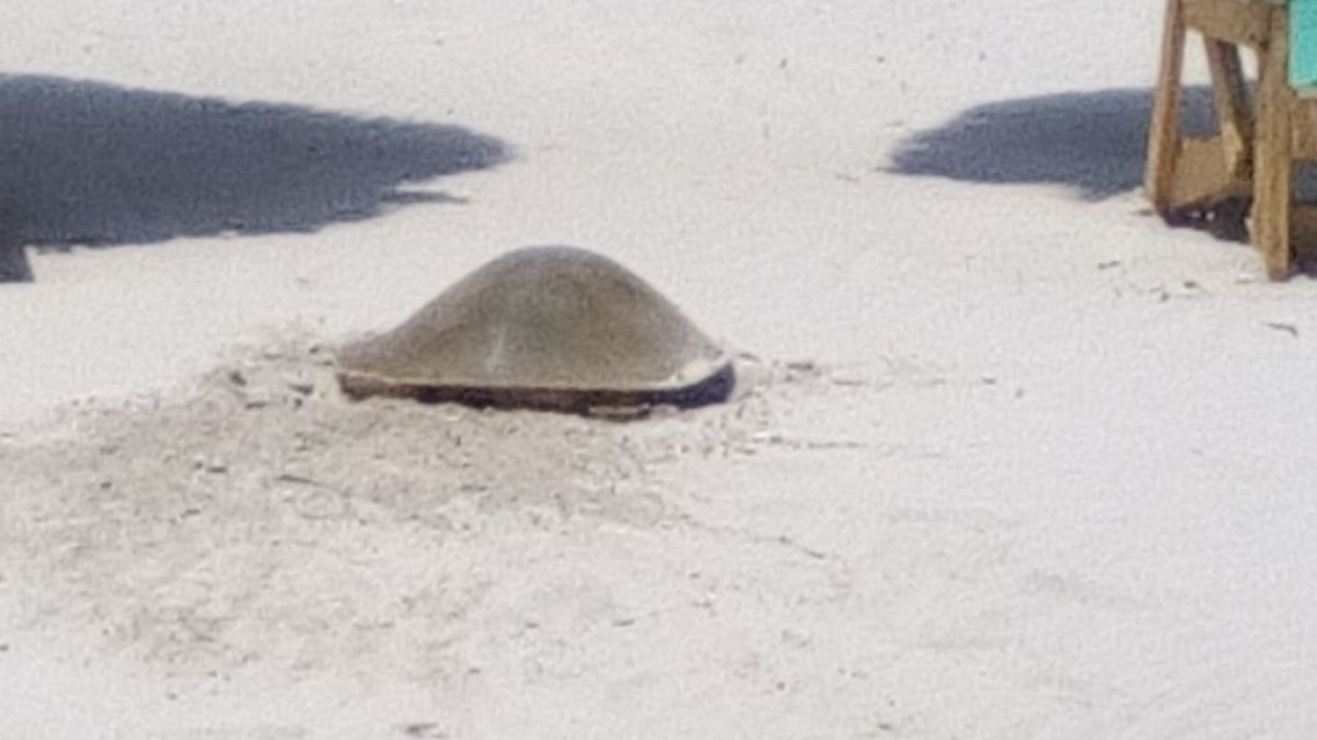 Continúa el arribo de tortugas Lora a playa Miramar