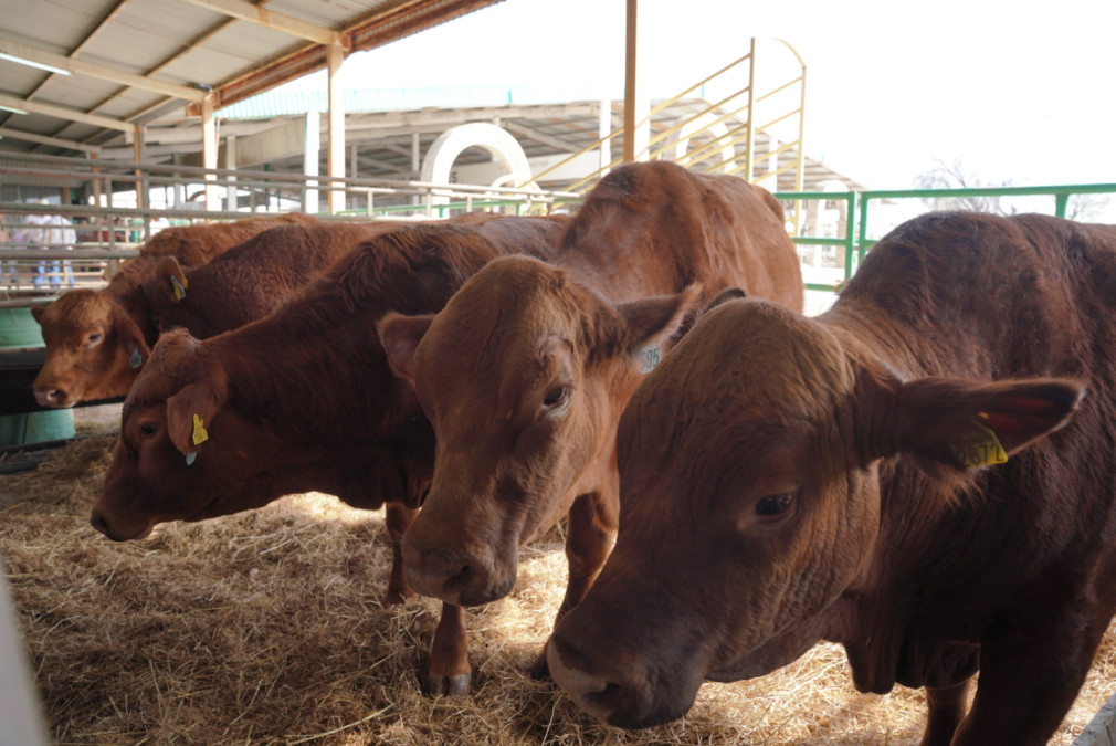 Gobierno Municipal impulsa el desarrollo ganadero con entrega de bebederos a bajo costo