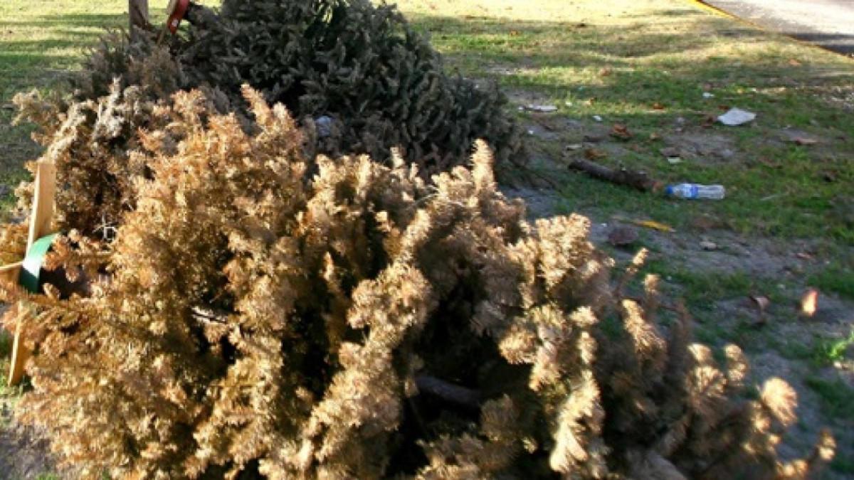 Habilitaran centros de acopio para pinos navideños naturales 