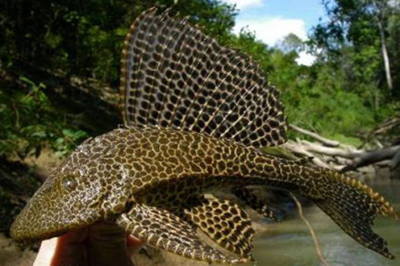 En Altamira empiezan lucha contra Pez Diablo
