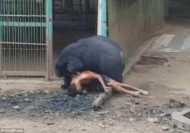 Sujeto bromea con darle y quitarle comida a osos y este lo ataca 