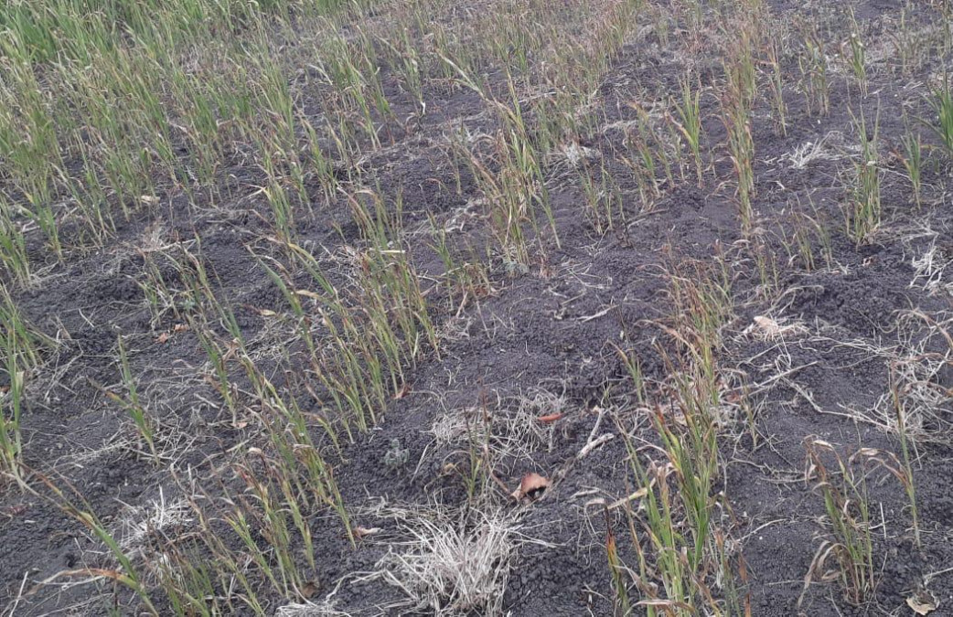 Sur de Tamaulipas, los más afectados por sequía