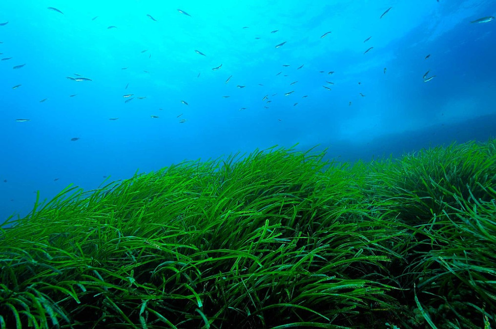 México líder en protección de áreas marinas
