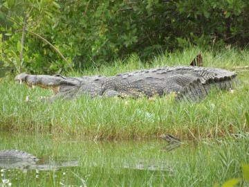 Aumenta presencia de cocodrilos en sectores poblacionales