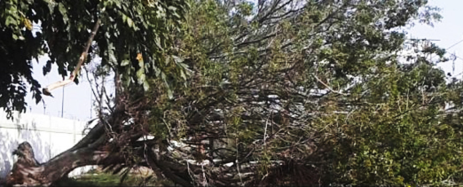 Caída de árbol causa pánico en Altamira