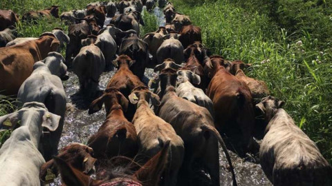 Se desborda Río Usumacinta; declaran emergencia en Tabasco 