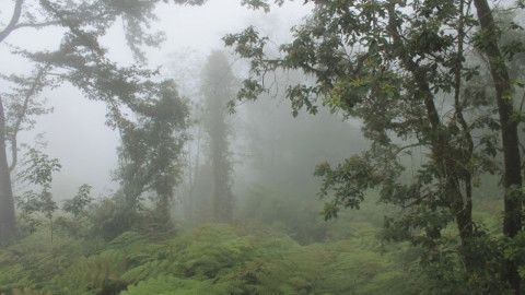 Bosque de niebla de Veracruz es rescatado
