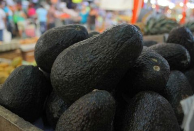 Sin denuncias Profeco por precio de aguacate