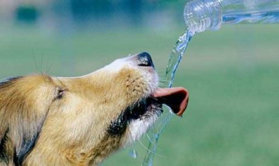 Exhortan a proteger mascotas ante altas temperaturas