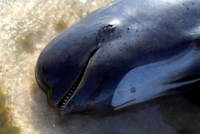 Encallan 200 ballenas en Nueva Zelanda tras la muerte de cientos más