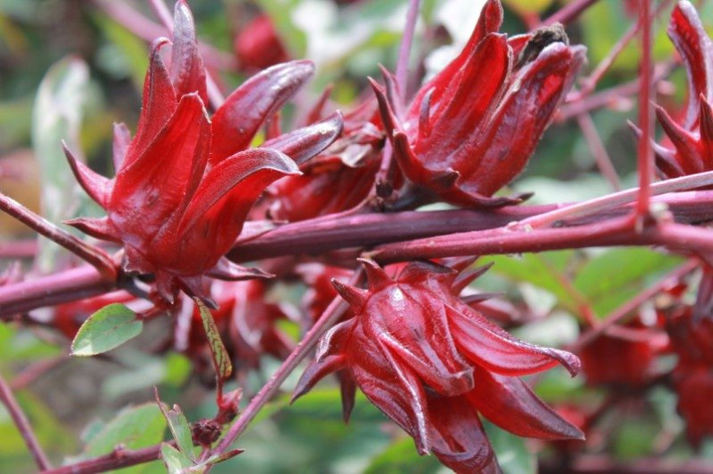 La flor de jamaica es más efectiva que el cloro para matar bacterias