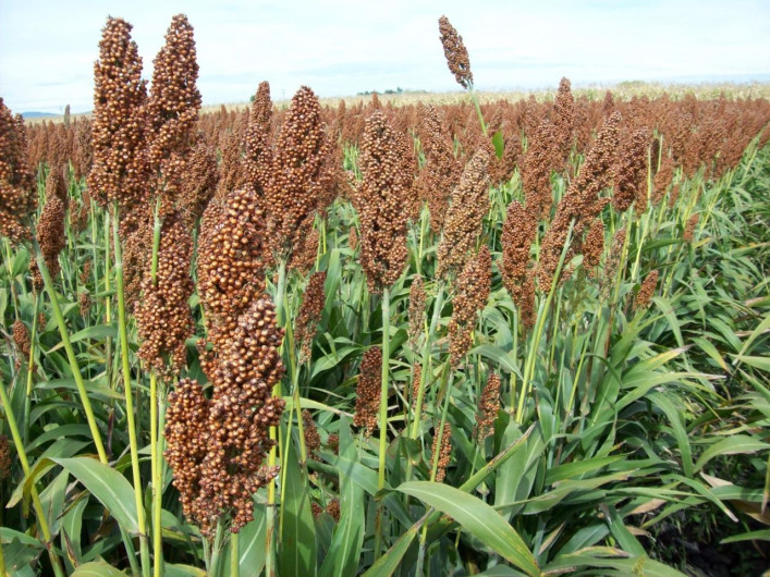 En riesgo cosecha de sorgo