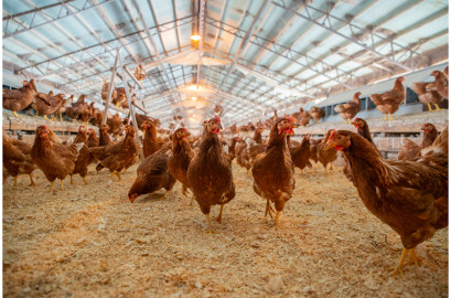 Detectan gripe aviar en pollos de una planta de Texas