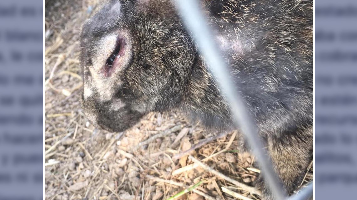 Denuncian a través de Facebook maltrato animal en el parque “Calmecac”