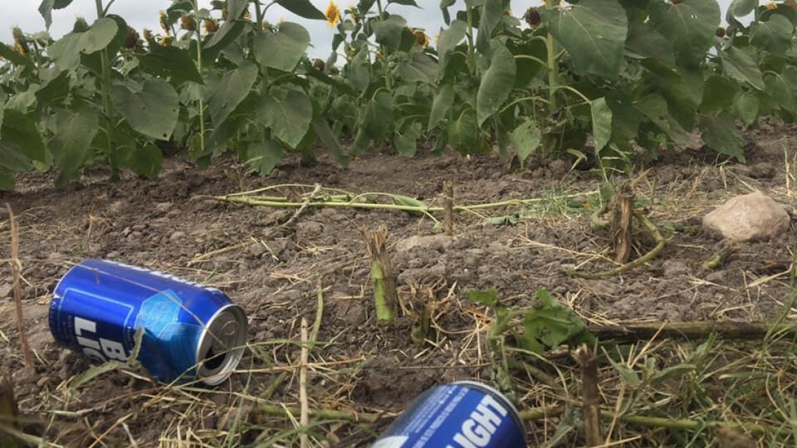 Destruyen cultivo de girasoles en el ejido Revolución