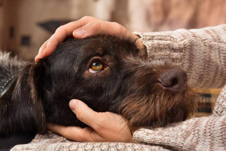 Aplica en Texas Ley de perros seguros al aire libre