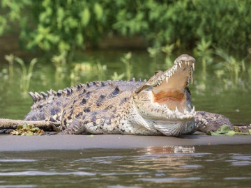 Arranca cocodrilo mano a hombre ebrio