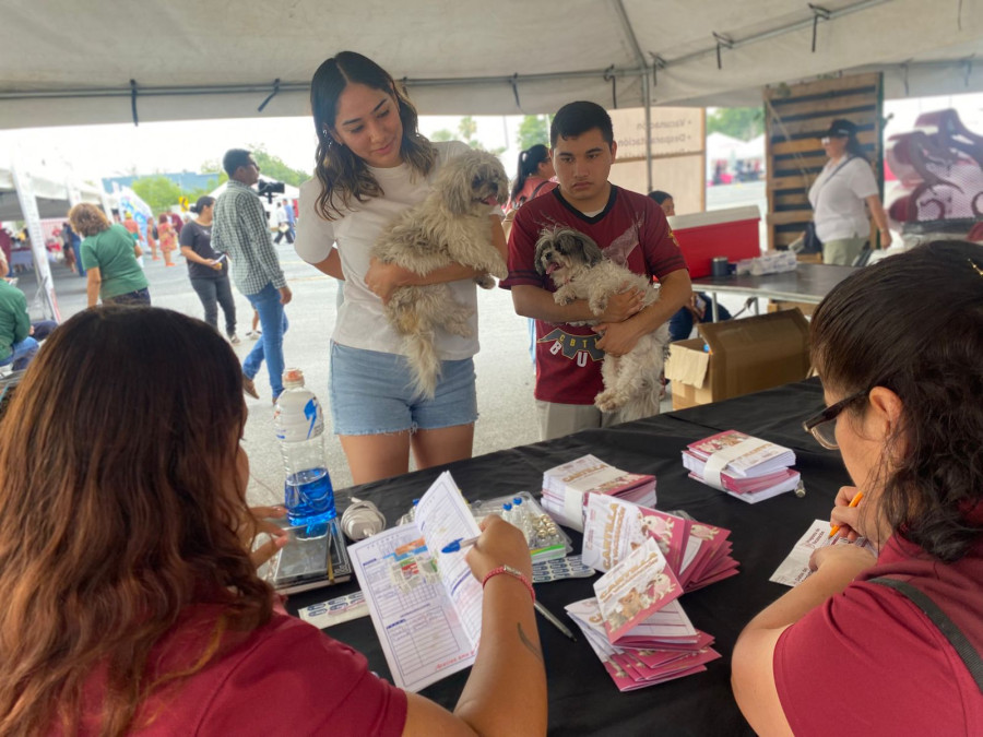 Alistan jornada de esterilización 