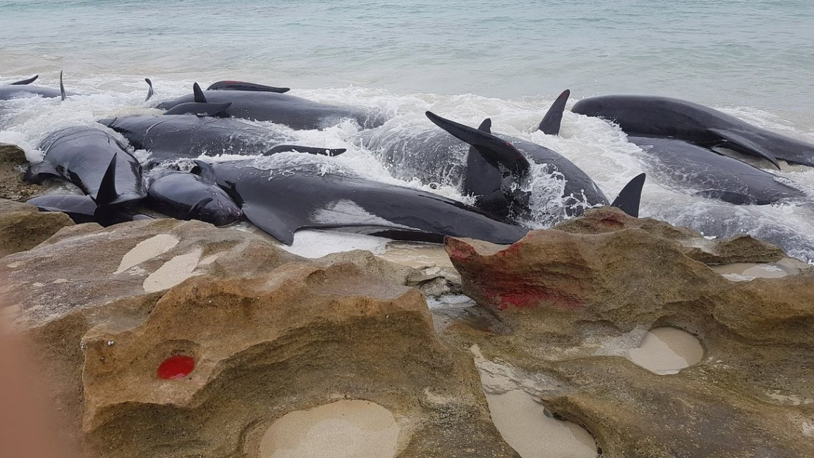 Más de 150 ballenas quedaron varadas en Australia