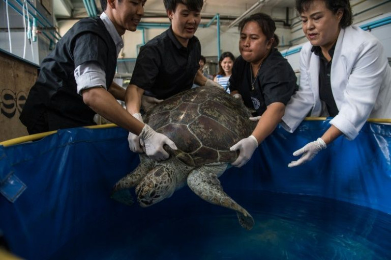 Tras retirar 915 monedas de su sistema digestivo, tortuga tailandesa vuelve a nadar