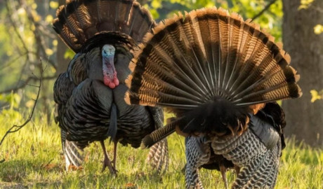 Lanzan convocatoria para torneo de cacería del Guajolote Río Grande