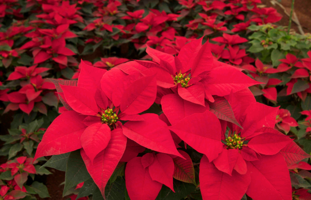 Celebramos el día Nacional de la Nochebuena 