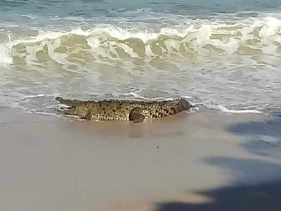 Cocodrilos siguen sorprendiendo a turistas en Puerto Vallarta