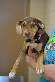 Felicitan a canina por rescatar a una niña de 3 años 