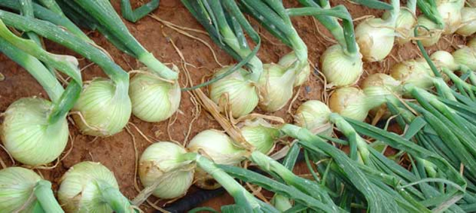 Niegan que EU regrese productos agrícolas de Tamaulipas