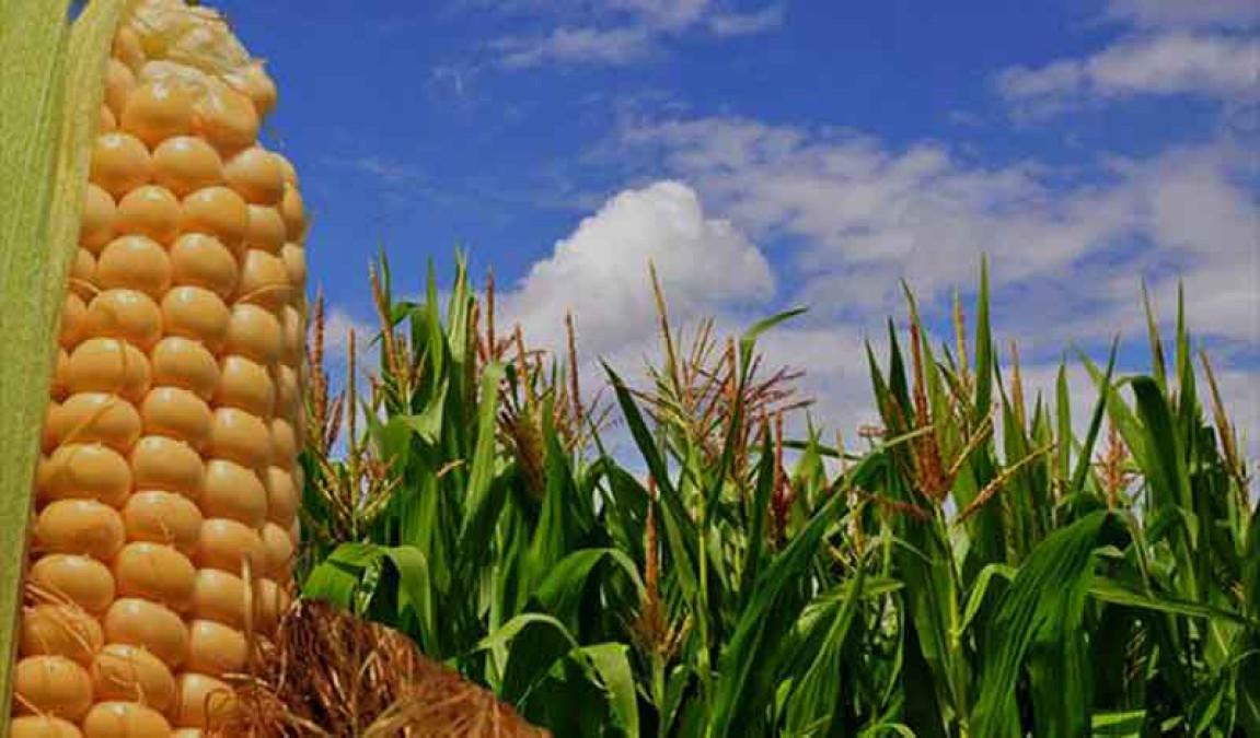 Prevén buenas cosechas de maíz amarillo