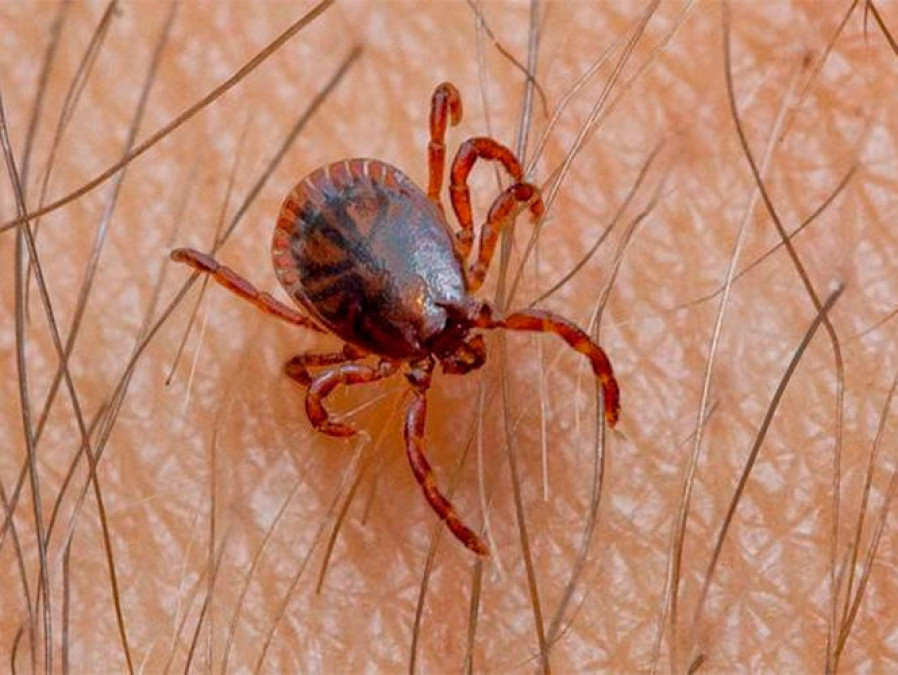 Confirman 10 casos de Rickettsia