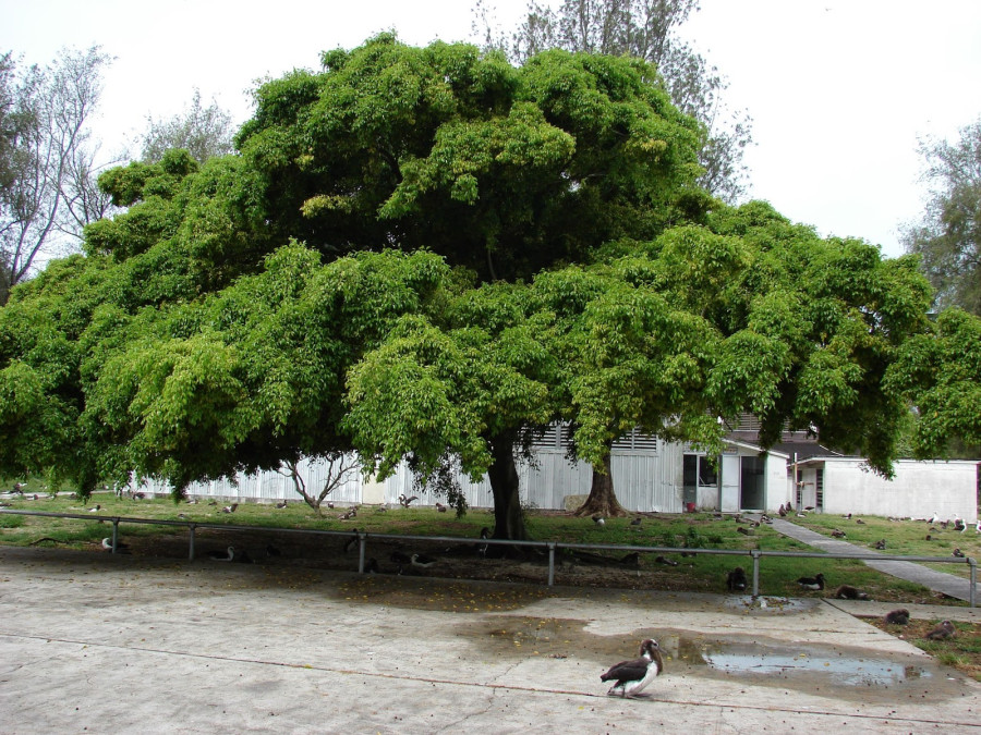 Impedirán que planten árbol ficus en Ciudad Madero