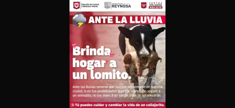 Gobierno de Reynosa invita a dar hogar temporal a mascotas en condición de calle