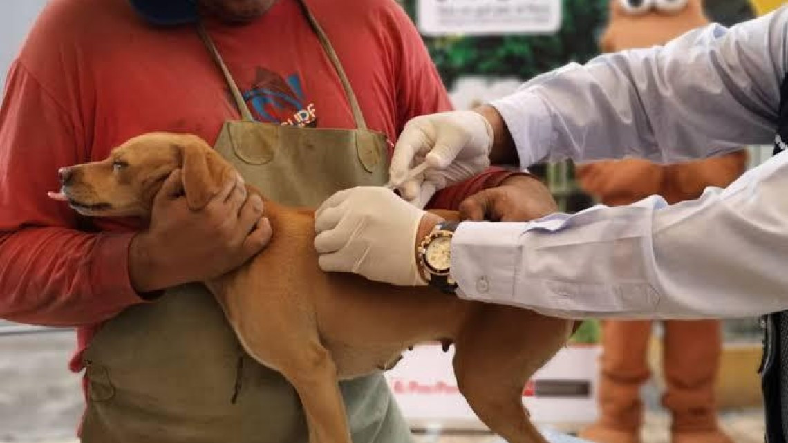 Municipio iniciará campaña de vacunación contra la rabia