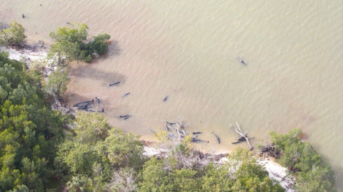 Mueren más de 80 delfines en costas de Florida