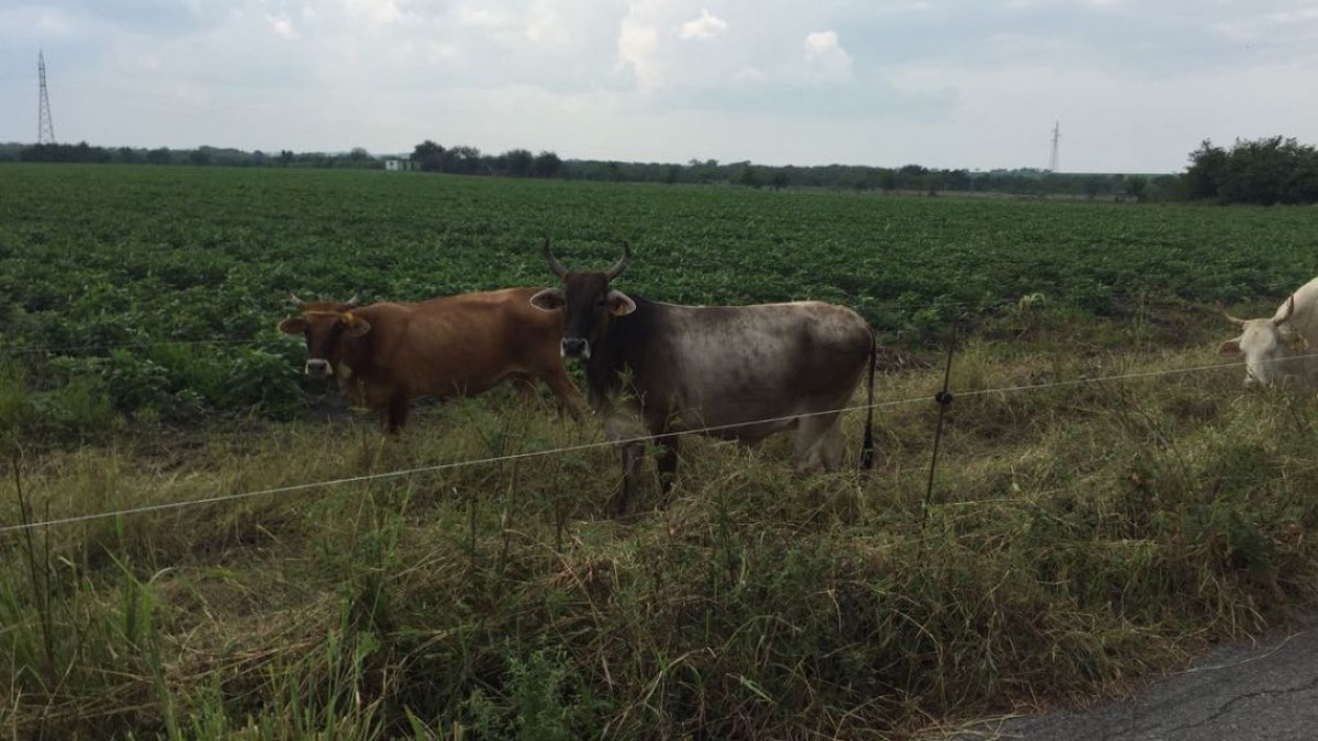 ⁠⁠⁠Genera conflictos elección de dirigente de la junta local de sanidad vegetal