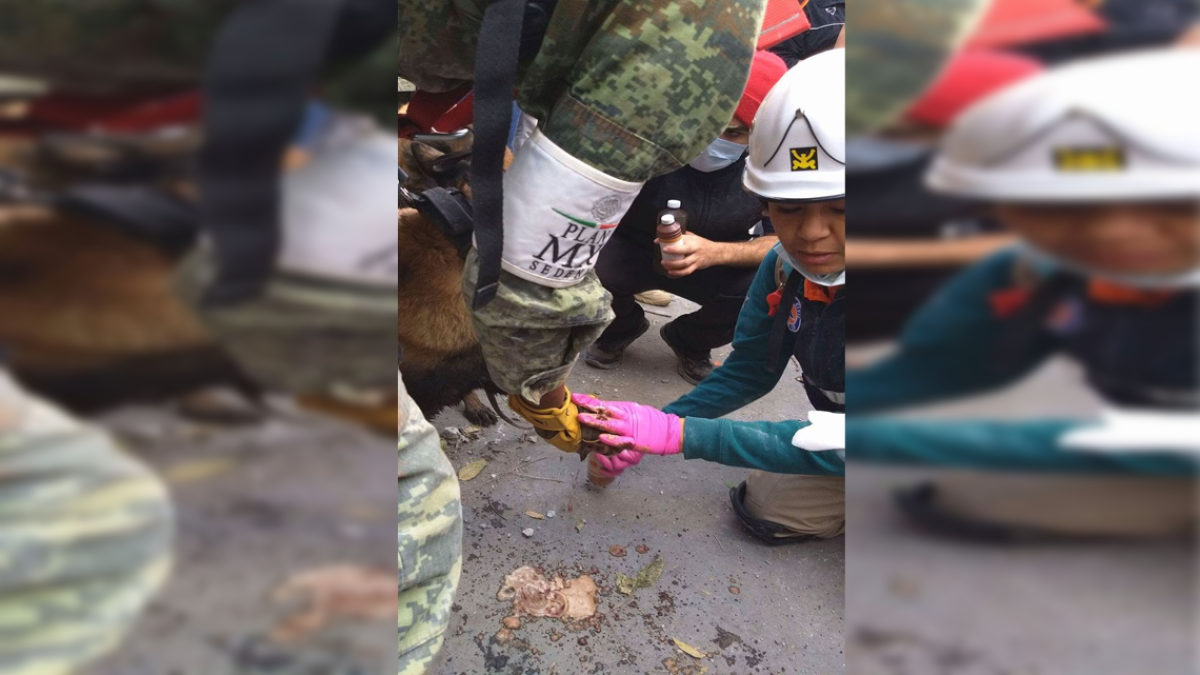 Can rescatista sufre accidente durante salvamentos