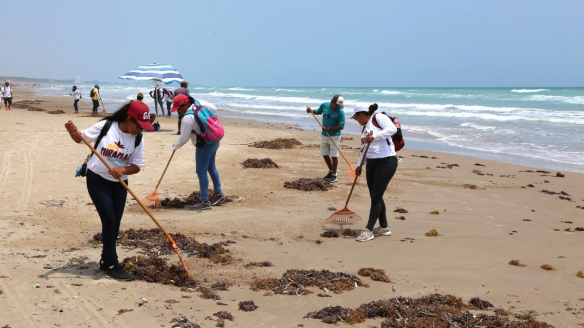 Retiran sargazo de playa Miramar